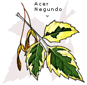 Acer negundo