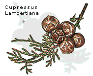 Cupressus lambertiana