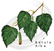 Betula alba