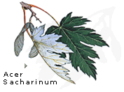 Acer Saccharinum