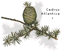 Cedrus atlantica