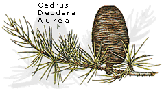 Cedrus deodara