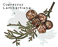 Cupressus Lambertiana