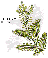 Taxodium distichum