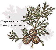 Cupressus sempervirens