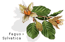 Fagus sylvatica