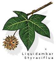 Liquirambar styraciflua