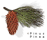 Pinus Pinea