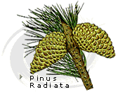 Pino radiata