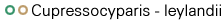 Cupressocyparis - leylandii